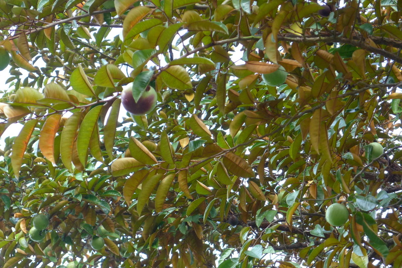 f0178278_11124462.jpg