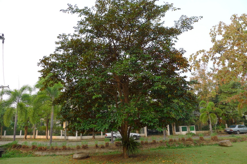 f0178278_1183710.jpg