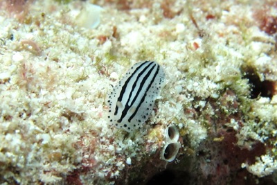 ウミウシを探せ!!第2弾!_f0144385_20205748.jpg
