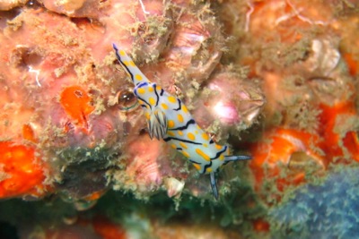 ウミウシを探せ!!第3弾!_f0144385_2112648.jpg