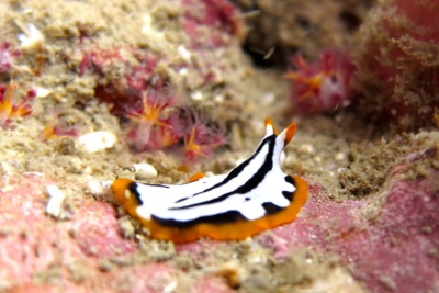 ウミウシを探せ!!第3弾!_f0144385_2134123.jpg