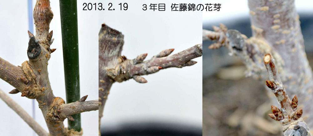 鉢植え「桜桃」初心者、この剪定や枝誘引は、滑稽で間違いか？_d0122497_175110100.jpg