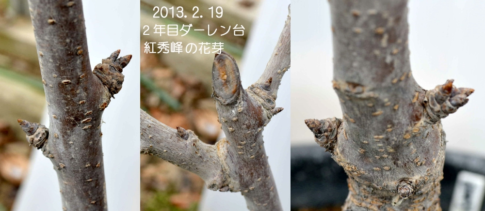 鉢植え「桜桃」初心者、この剪定や枝誘引は、滑稽で間違いか？_d0122497_1754710.jpg