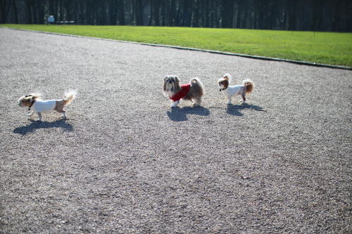 久しぶりのソー公園_c0090198_443872.jpg