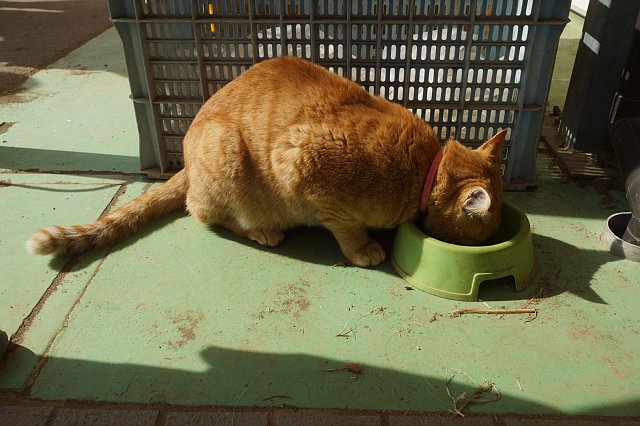 深作農園ネコ Cats At The Street 深作農園ネコ Cats At The Street