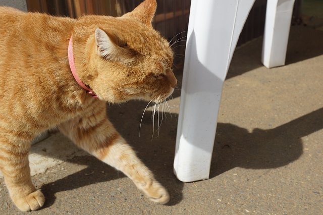深作農園ネコ Cats At The Street 深作農園ネコ Cats At The Street