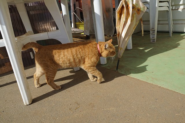 深作農園ネコ Cats At The Street 深作農園ネコ Cats At The Street