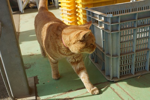 深作農園ネコ Cats At The Street 深作農園ネコ Cats At The Street