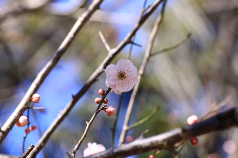 梅は咲いたか桜はまだかいな♪_d0248502_17293684.jpg