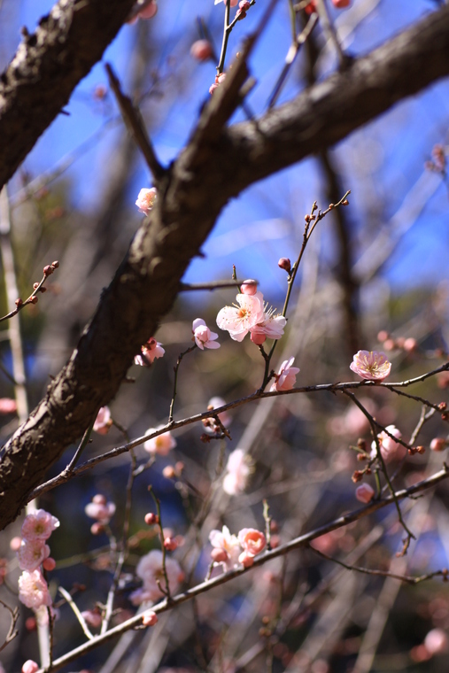 梅は咲いたか桜はまだかいな♪_d0248502_1730638.jpg