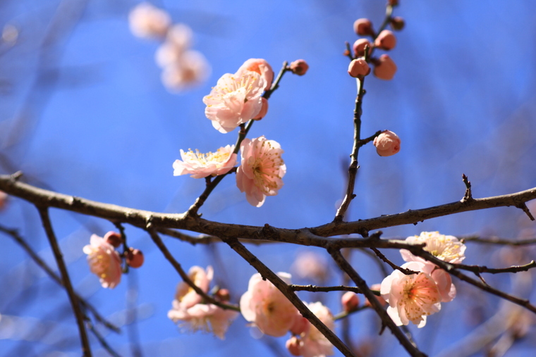 梅は咲いたか桜はまだかいな♪_d0248502_1731427.jpg