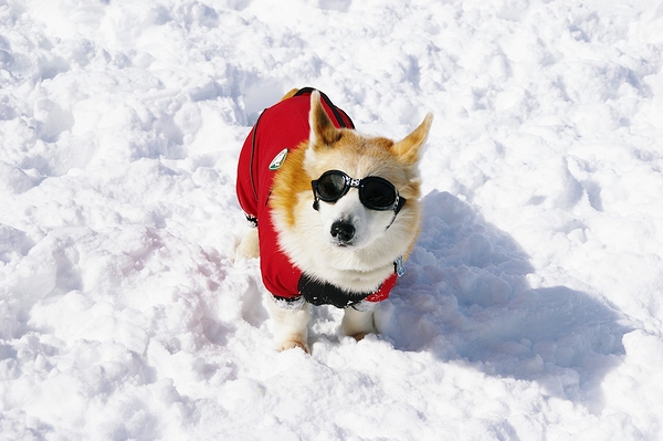 コギ雪祭り（2班の部）_c0127703_1413955.jpg