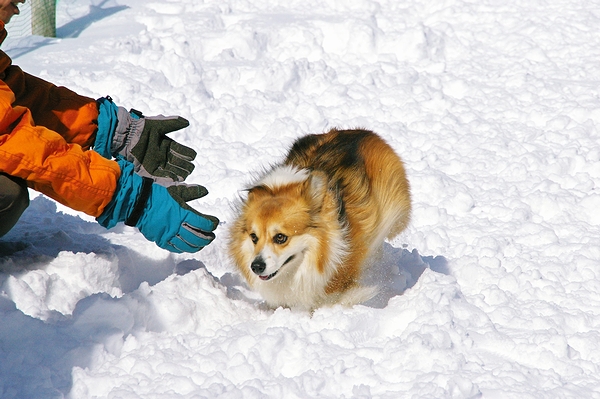 コギ雪祭り（2班の部）_c0127703_1482793.jpg