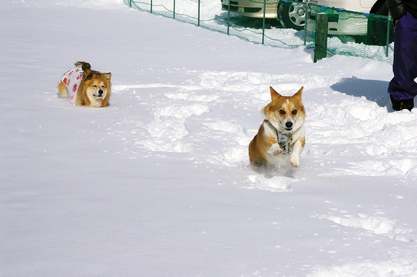 コギ雪祭り（2班の部）_c0127703_22485465.jpg