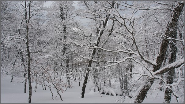 2013/2/17 積雪期　明神平～桧塚奥峰ピストン_f0052108_164882.jpg