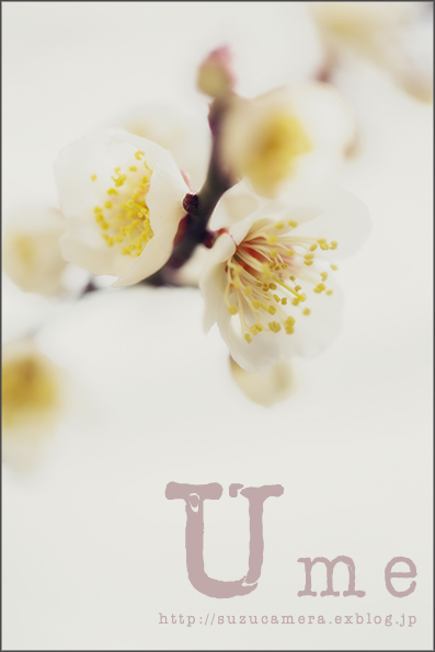 梅の花の咲く頃_f0100215_22262079.jpg