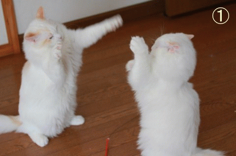 e0214720_19421347.gif