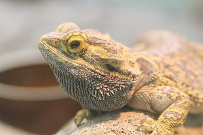 フトアゴヒゲトカゲ Pogona vitticeps_f0161823_20582433.jpg