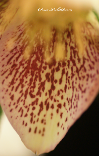 e0245625_2157516.png