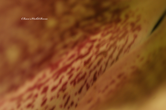 e0245625_22302771.png