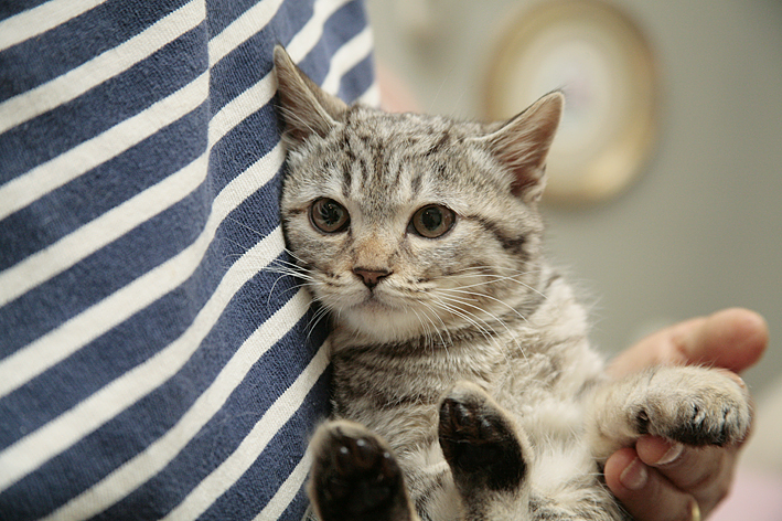 子猫のチャックくん、家族募集開始しました！_f0243134_16515523.jpg