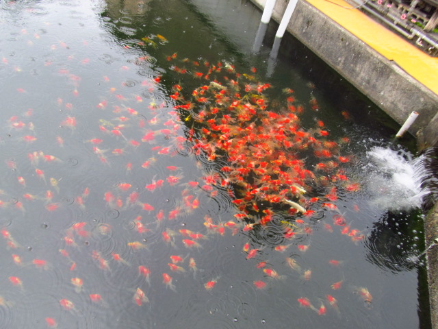 玉サバ紀行2012 山長養鯉場さん_f0214235_15433790.jpg