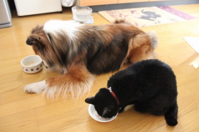 食べる事は生きるパワー!_e0195743_1150269.jpg