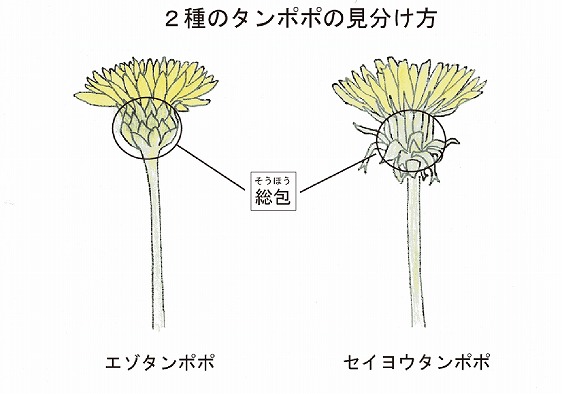 第１回アドベントカレンダー（12日目）「土方はタンポポを見たか？」_f0228071_19561651.jpg