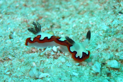 ウミウシを探せ!!第4弾!_f0144385_19195772.jpg