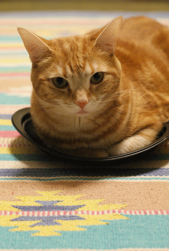 c0193788_11575897.gif