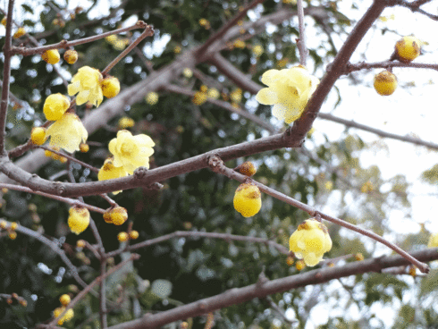 b0019591_17471275.gif