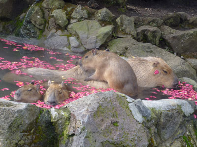 温泉カピバラツアー_d0123492_19401185.jpg