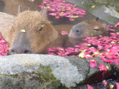 温泉カピバラツアー_d0123492_19415832.jpg