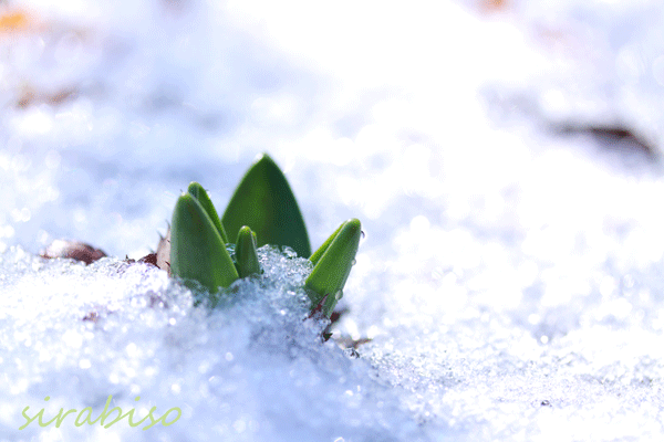 芽吹き 小さな森の写真館 A Small Forest Story 芽吹き 小さな森の写真館 A Small Forest Story