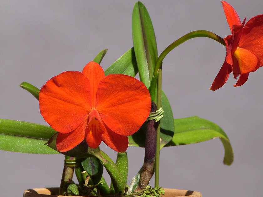 Cattleya coccinea : 花咲か父さん 洋らん栽培