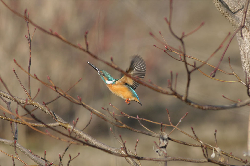 カワセミ　～枝移り～_f0095702_2059270.jpg