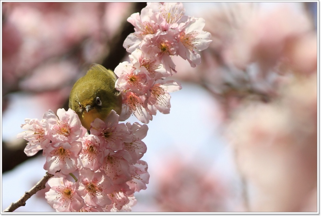 花の命は短くて・・_a0057905_18552030.jpg