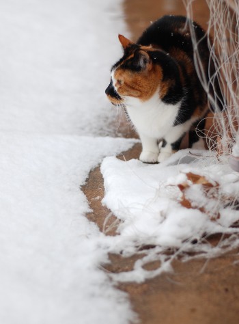 2月の雪。ウィンターストーム、襲来中。_b0253205_5551281.jpg