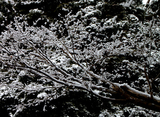曼殊院天満宮 雪の花_e0048413_16471184.jpg