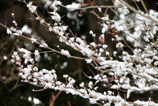 曼殊院天満宮 雪の花_e0048413_16472945.jpg