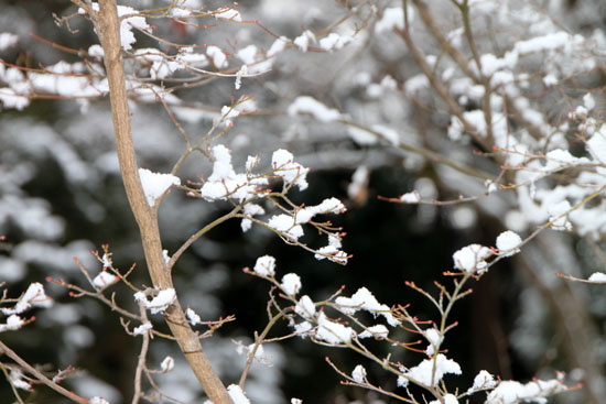 曼殊院天満宮 雪の花_e0048413_16474465.jpg