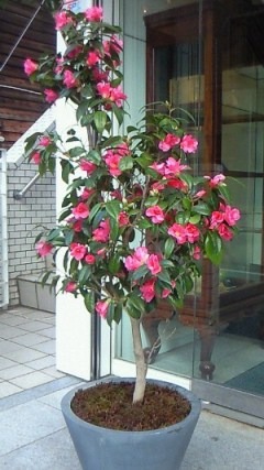 (短信:4)バレンタインの日、神戸で学んだこと_a0254818_2002172.jpg