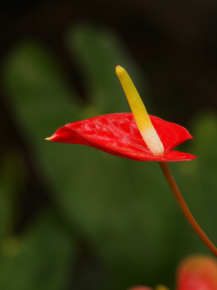 デジタルカメラで撮る植物撮影講座_b0201233_14312135.jpg