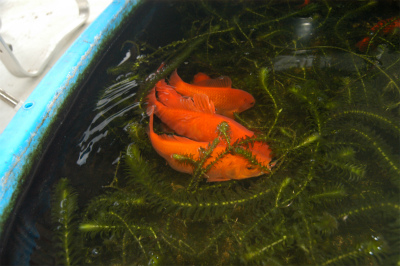 金魚の大産卵 沖縄生活
