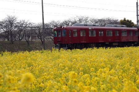 菜の花満開_f0106664_1093589.jpg