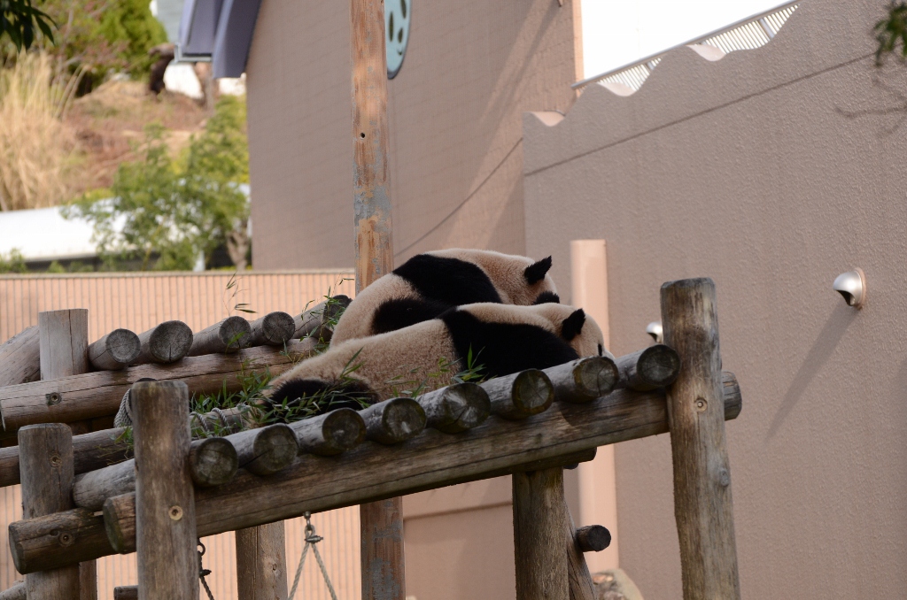 ２０１３年２月白浜パンダ見隊その８　梅ちゃん永くんプロレス_a0052986_7334842.jpg