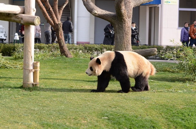 ２０１３年２月白浜パンダ見隊その８　梅ちゃん永くんプロレス_a0052986_7344718.jpg