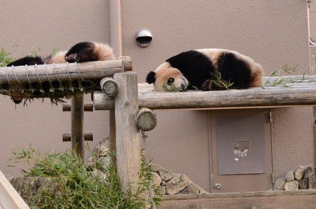 ２０１３年２月白浜パンダ見隊その８　梅ちゃん永くんプロレス_a0052986_7421935.jpg