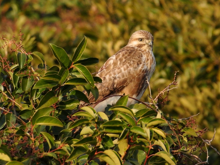 ノスリ（鵟）/Common Buzzard _a0223993_2230059.jpg