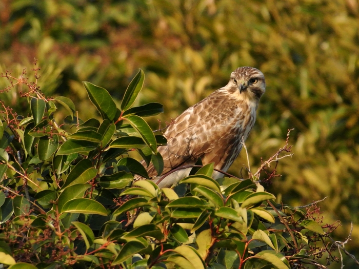 ノスリ（鵟）/Common Buzzard _a0223993_22303171.jpg